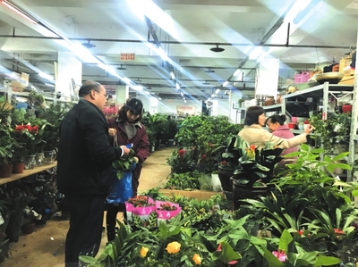 氣溫回升，綠植花卉市場迎來消費熱潮——市場調研分析