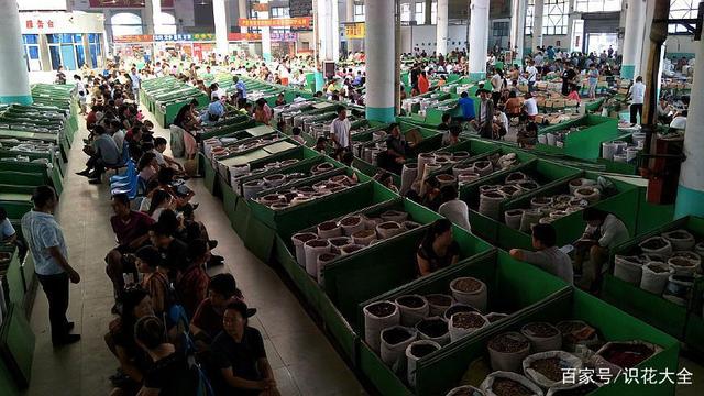 河北安國藥材批發市場之新舊市場比較調研報告